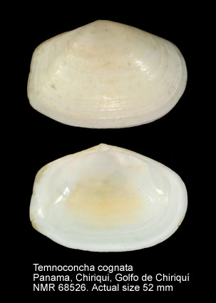 Temnoconcha cognata.jpg - Temnoconcha cognata(C.B.Adams,1852)